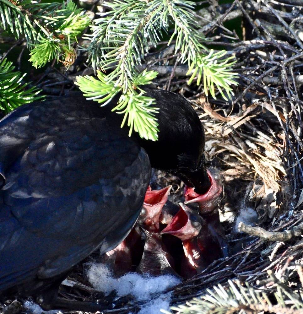 a crow feeding its chicks by roaming-the-planet is licensed under CC BY-NC-ND 2.0